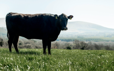 Ridgeway Wagyu