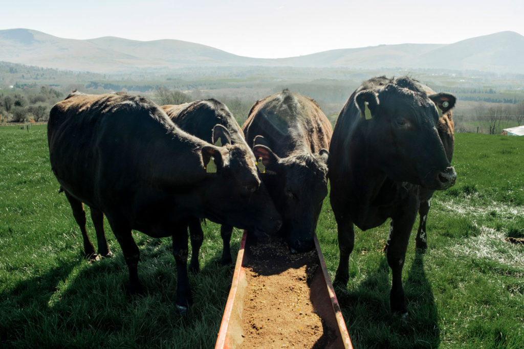 Ridgeway Wagyu Wicklow Naturally