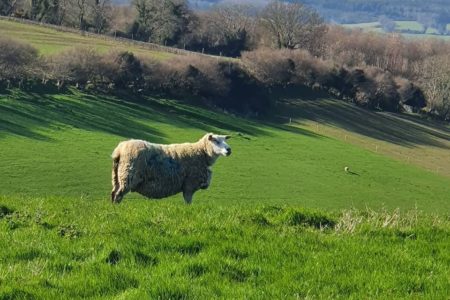Kilmullen Farm ewes County Wicklow - with Farmers Markets closed how do you adapt your business. Join in the Bord Bia webinar on April 24