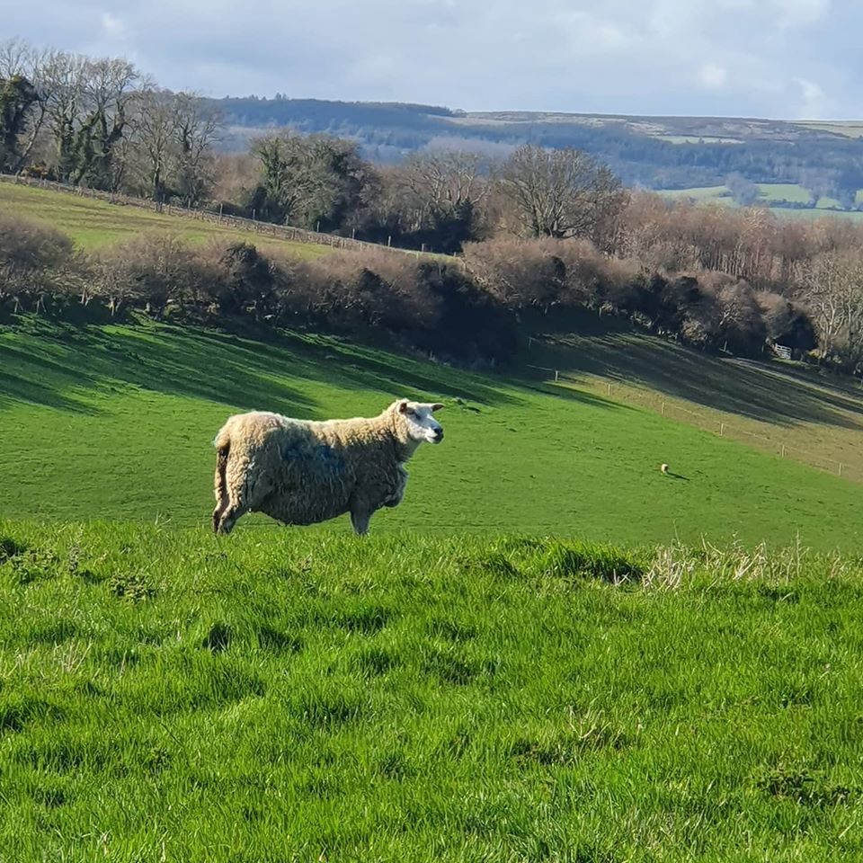 Kilmullen Farm ewes County Wicklow - with Farmers Markets closed how do you adapt your business. Join in the Bord Bia webinar on April 24