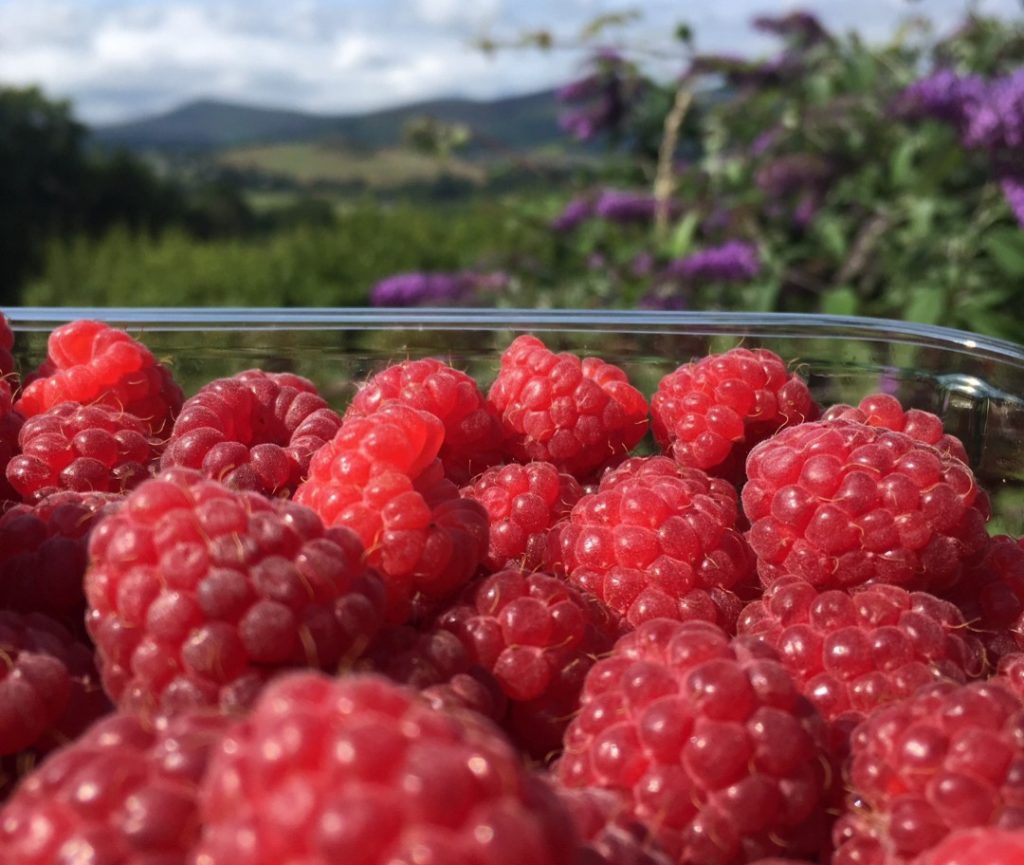 It's raspberry season and we have wonderful food producers in Wicklow and one of those is Conroy's Wicklow Raspberries where beautiful raspberries are grown and can be used for delicious summer recipes