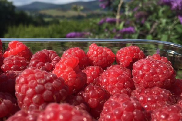 Conroy’s Wicklow Raspberries