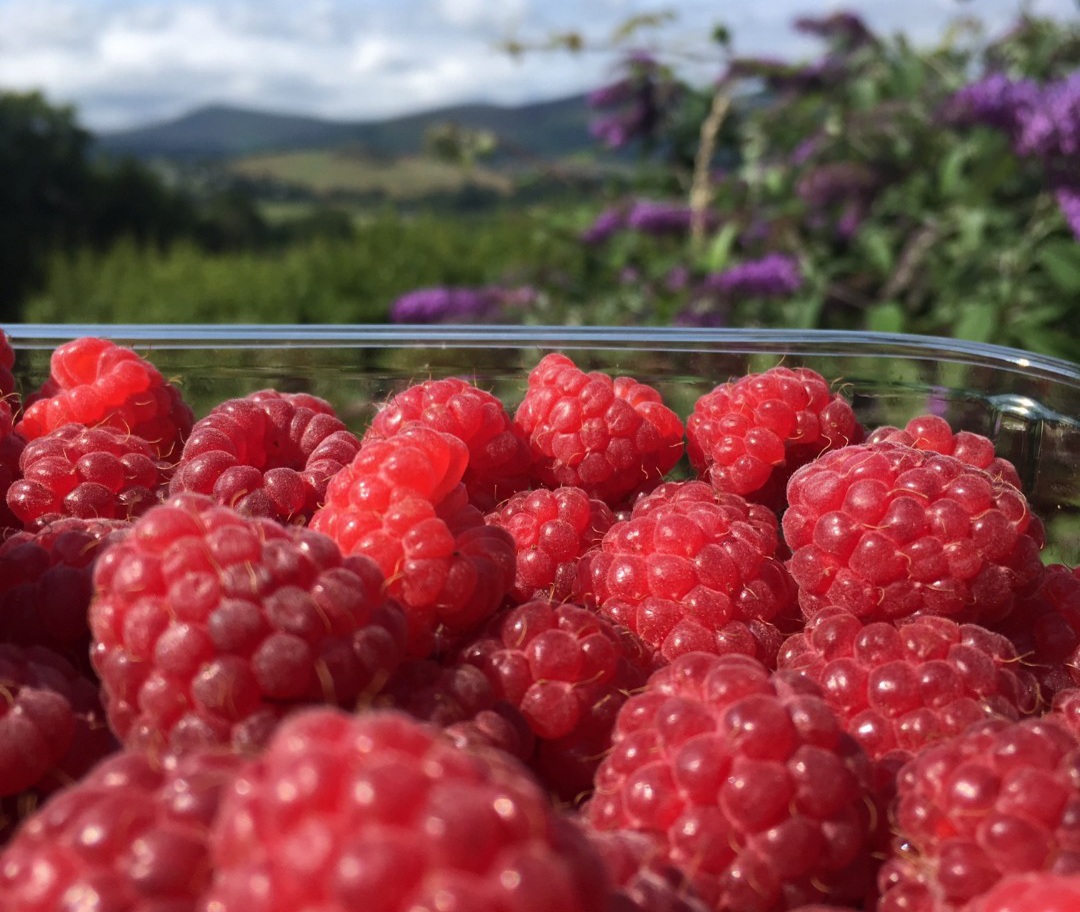 Conroy's Wicklow Raspberries - a Wicklow Naturally Member