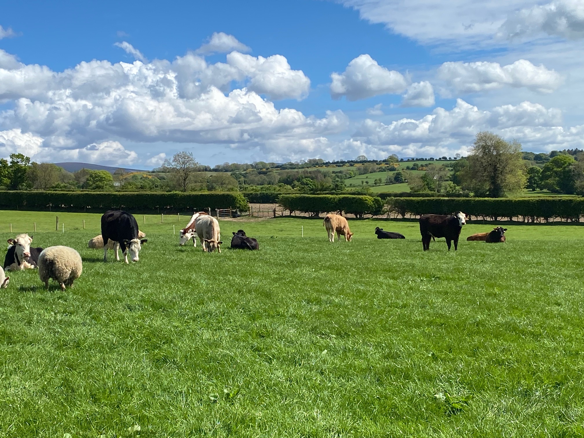 Doyle's Butchers - Life on the Farm - a Wicklow Naturally Member