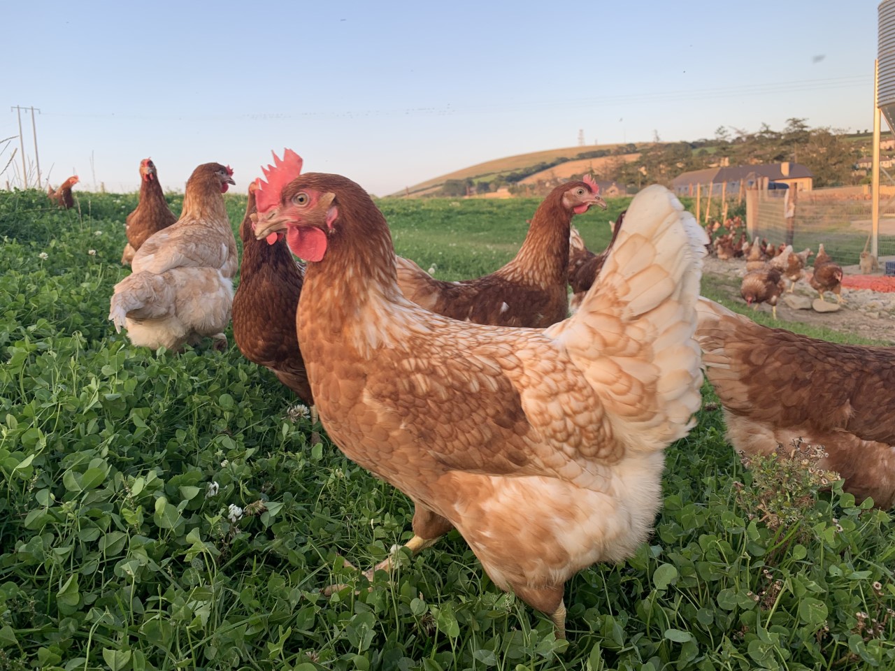 Ballynerrin Farm Free Range Eggs are based in County Wicklow - a Wicklow Naturally member