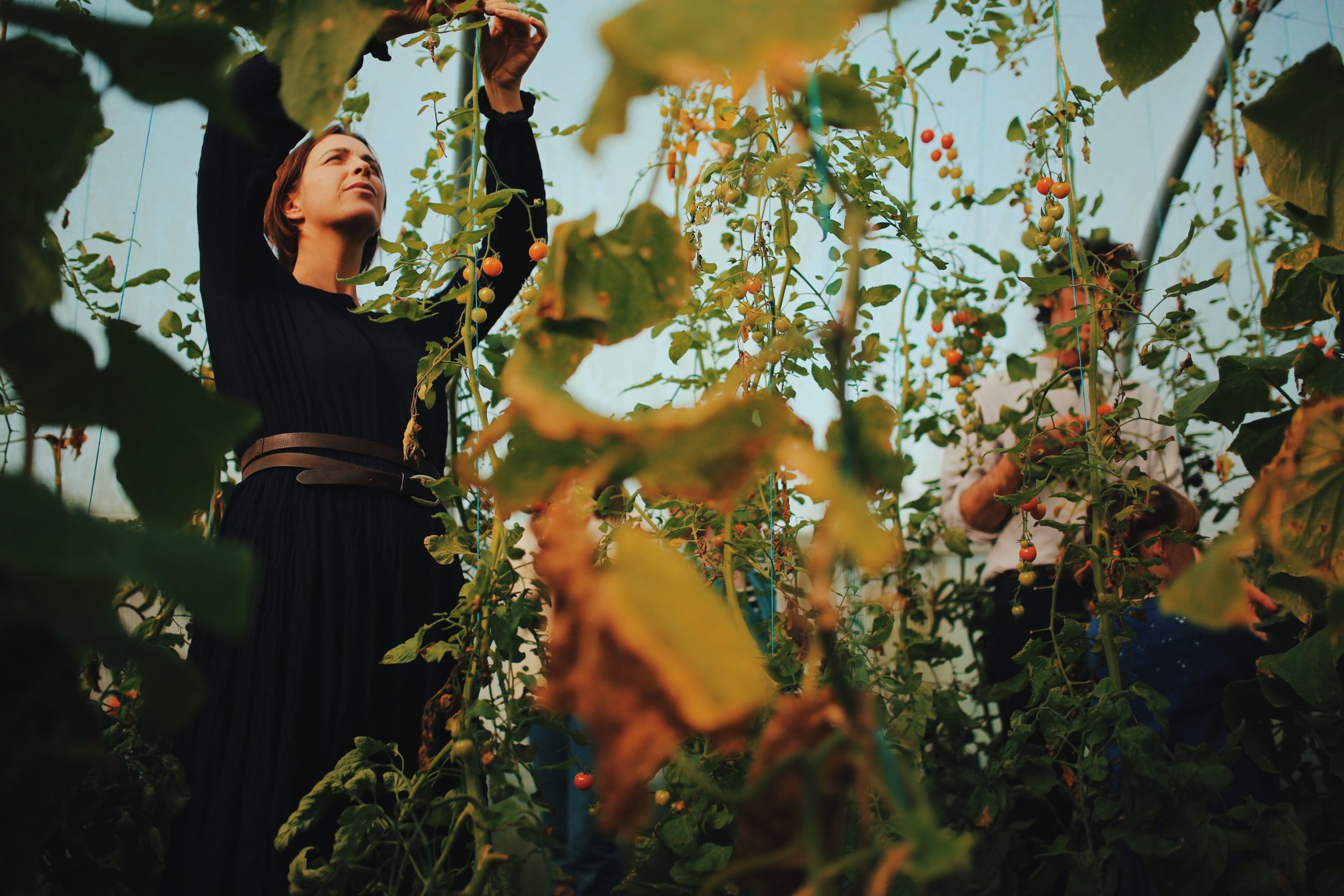 Tomato picking at Killruddery House and Gardens, County Wicklow - a Wicklow Naturally member