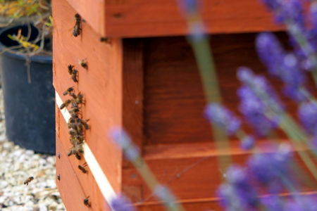 The Dream Team: ‘The Honey Queen Bee, the Drone Bee and the Worker Bee in the Hive’